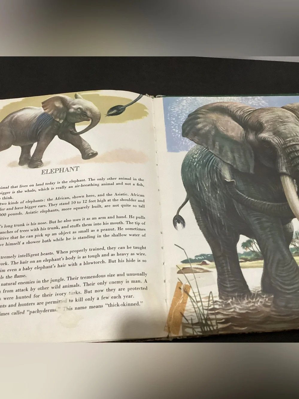 Vtg.Children’s Hardcover book Titled The Big Book of Wild Animals by Felix Sutto